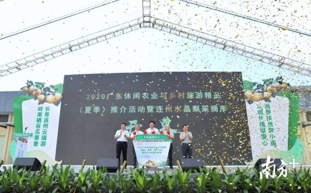 連州水晶梨采摘季正式開啟。梁素雅 攝