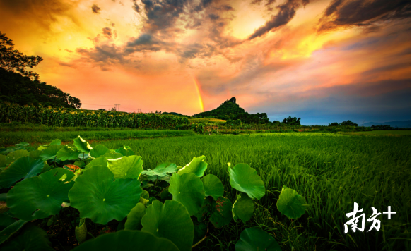 巾峰綠海。成堅(jiān)強(qiáng) 攝