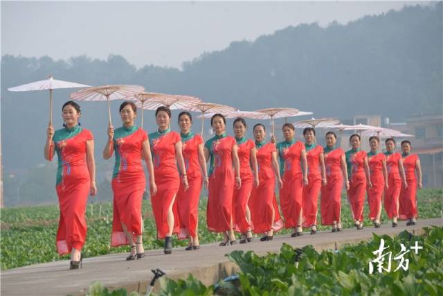 菜心旗袍秀。張曉欣 攝