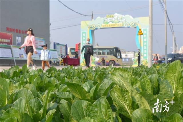 10日，2021連州菜心節(jié)暨線(xiàn)上直播推廣活動(dòng)在西岸鎮(zhèn)河田村開(kāi)幕。張曉欣 攝
