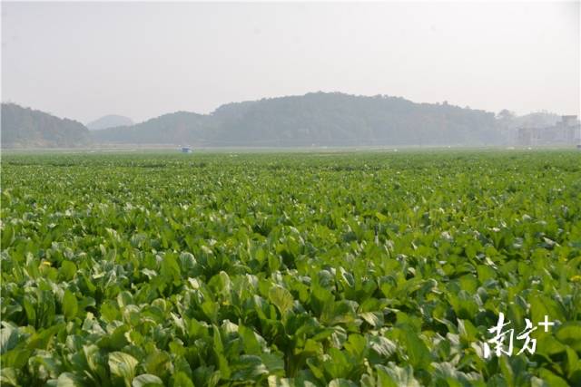 河田蔬菜基地內(nèi)，連片千畝菜心長(zhǎng)勢(shì)喜人。張曉欣 攝