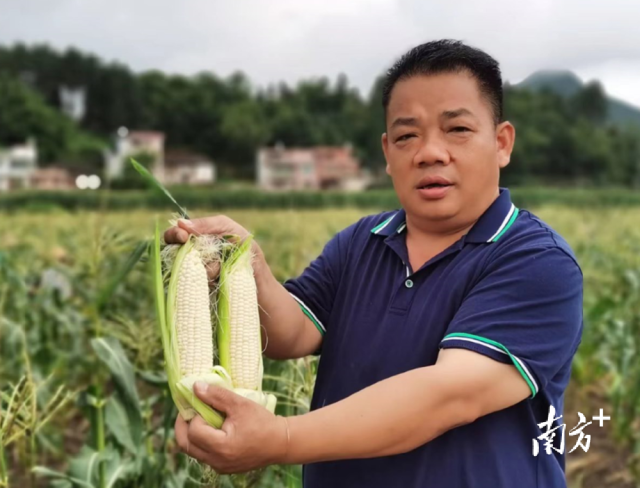 四聯(lián)村試點(diǎn)種植水果玉米，走特色產(chǎn)業(yè)發(fā)展道路。
