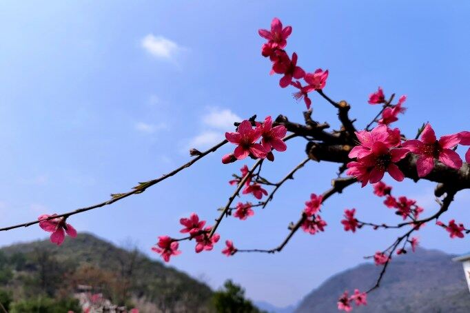 千年古城被一片片粉紅席卷。清遠(yuǎn)日?qǐng)?bào)記者 周璐 攝