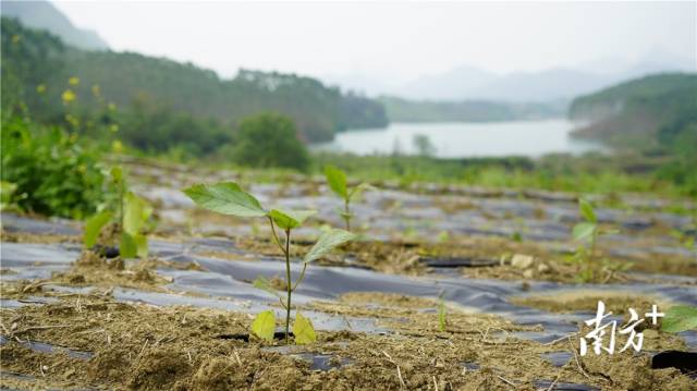 迎風(fēng)搖曳、綠意盎然的五指毛桃種苗。