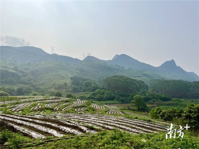 九陂鎮(zhèn)高相村打造的中藥材種植基地。